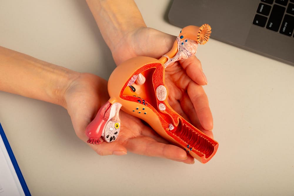 Adenomyosis Pain All the Time: Why It Hurts and How to Find Relief